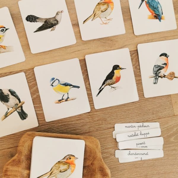 Les oiseaux : images classifiées et nomenclatures Montessori