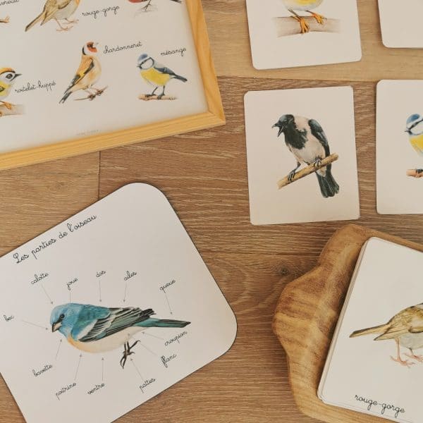 Les parties de l'oiseau : cartes de nomenclature Montessori